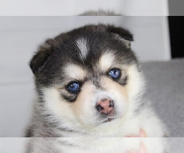 Medium Photo #3  Breeder Profile in DE SOTO, KS, USA