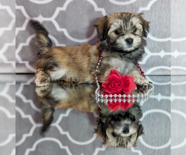 Medium Photo #15  Breeder Profile in POST FALLS, ID, USA