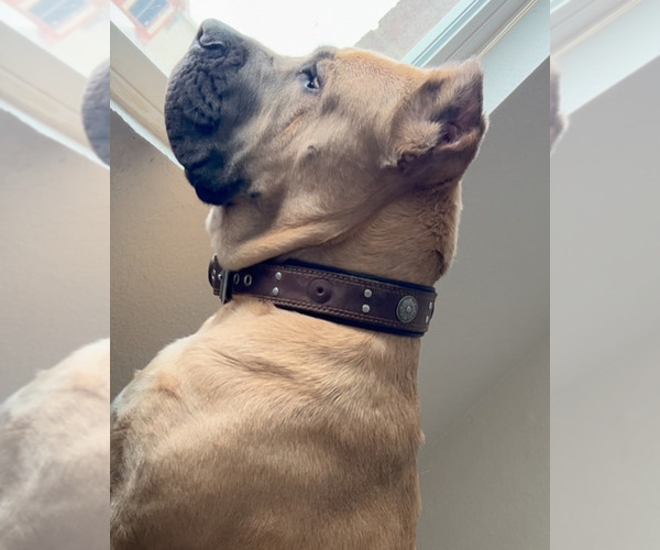 Medium Photo #24  Breeder Profile in ARLINGTON, TX, USA
