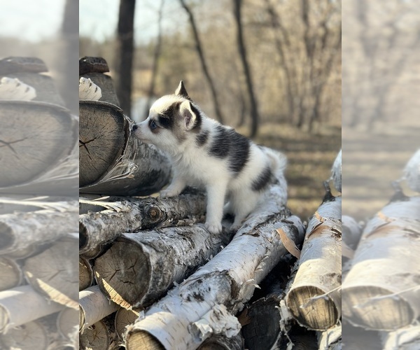Medium Photo #8  Breeder Profile in STAPLES, MN, USA