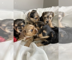 Yorkshire Terrier Dog Breeder near ROCK HILL, SC, US