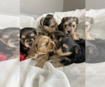 Small breeder photo