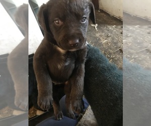 Main photo of Labrador Retriever Dog Breeder near AVOCA, MI, USA