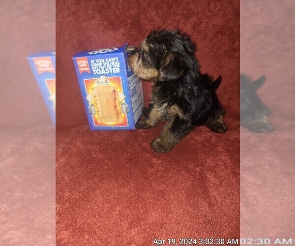 Medium Photo #174  Breeder Profile in AKRON, OH, USA