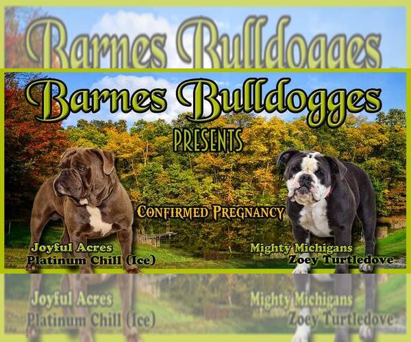 Medium Photo #1  Breeder Profile in DRESDEN, OH, USA
