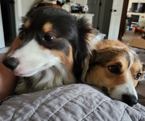 Pembroke Welsh Corgi Dog Breeder near BRUNSWICK, GA, USA