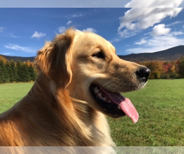 Medium Photo #1  Breeder Profile in CLEVELAND, TN, USA