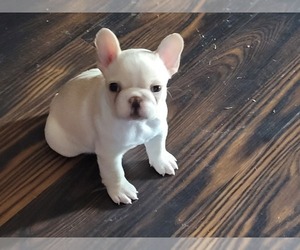 French Bulldog Dog Breeder near SANDSTON, VA, USA