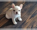 Small breeder photo