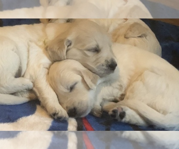 Medium Photo #7  Breeder Profile in SOUTHBURY, CT, USA
