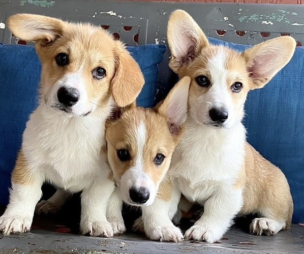 Medium Photo #3  Breeder Profile in WEATHERFORD, TX, USA