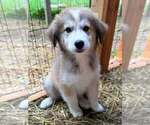 Small #11 Breeder Profile image