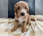 Small #5 Breeder Profile image
