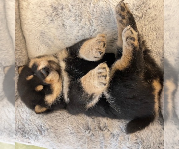 Medium Photo #1  Breeder Profile in SAN FRANCISCO, CA, USA