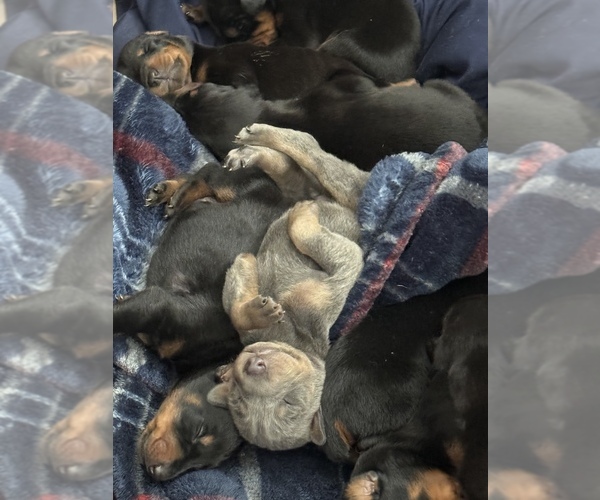 Medium Photo #5  Breeder Profile in MONROE CITY, MO, USA