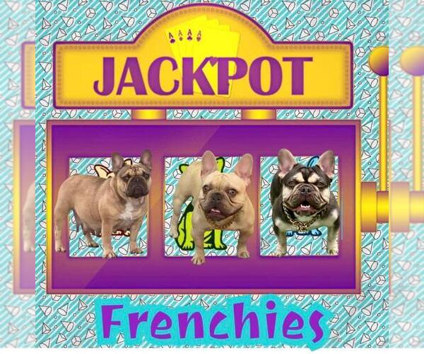 Medium Photo #1  Breeder Profile in PARIS, TX, USA