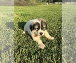 Small #2 Breeder Profile image