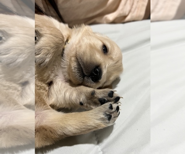 Medium Photo #1  Breeder Profile in ROUND LAKE, IL, USA