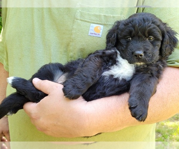 Medium Photo #1  Breeder Profile in NEW HARTFORD, CT, USA