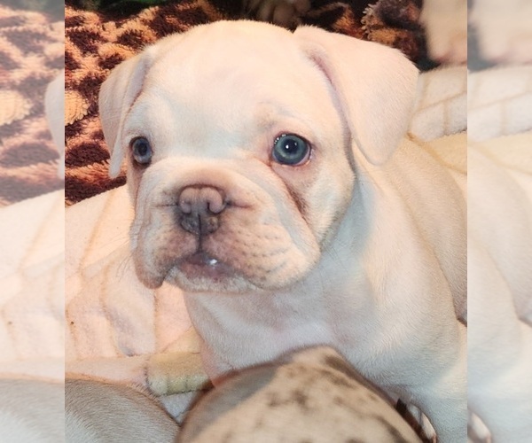 Medium Photo #7  Breeder Profile in BAKER CITY, OR, USA