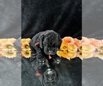 Small #12 Breeder Profile image