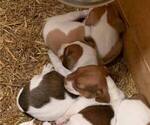 Small Photo #14  Breeder Profile in KINGSVILLE, MO, USA