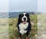 Small Photo #13  Breeder Profile in SAINT MARIES, ID, USA