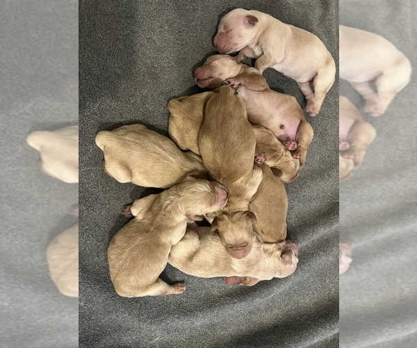 Medium Photo #14  Breeder Profile in SWEETWATER, TN, USA