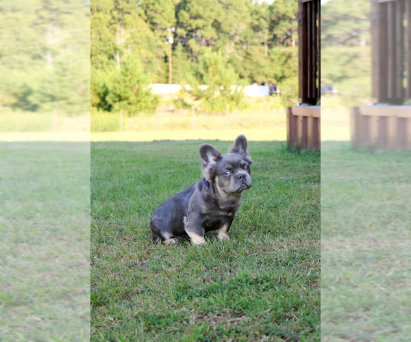 Medium Photo #40  Breeder Profile in LONGVIEW, TX, USA