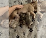 Small #25 Breeder Profile image
