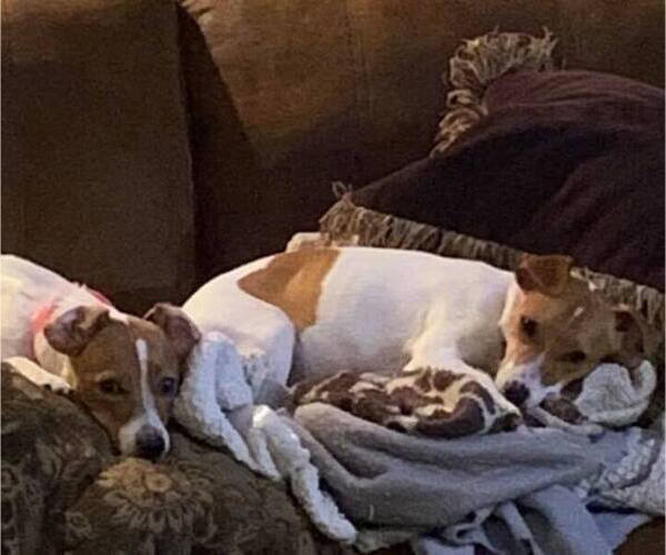 Medium Photo #18  Breeder Profile in KINGSVILLE, MO, USA