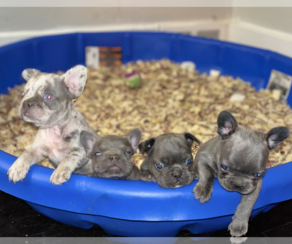 Medium Photo #1  Breeder Profile in DETROIT, MI, USA
