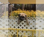 Small #17 Breeder Profile image