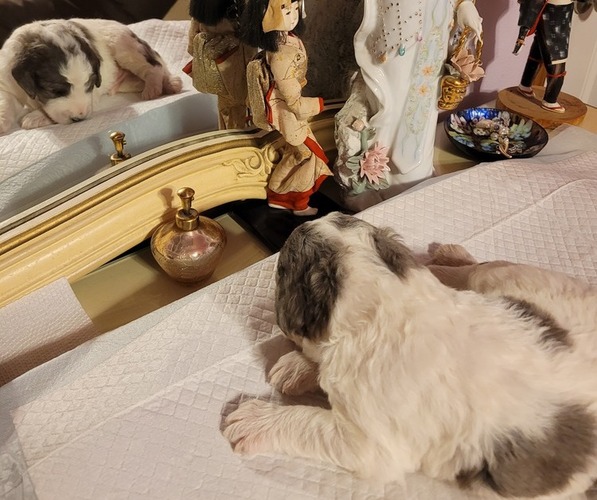 Medium Photo #17  Breeder Profile in PASCO, WA, USA