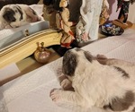 Small #16 Breeder Profile image