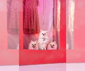Pomeranian Dog Breeder near OAK RIDGE, TN, USA