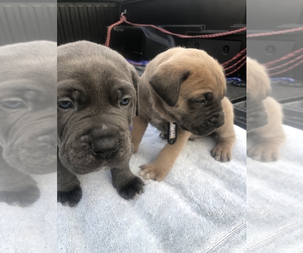 Medium Photo #1  Breeder Profile in DEL ROSA, CA, USA