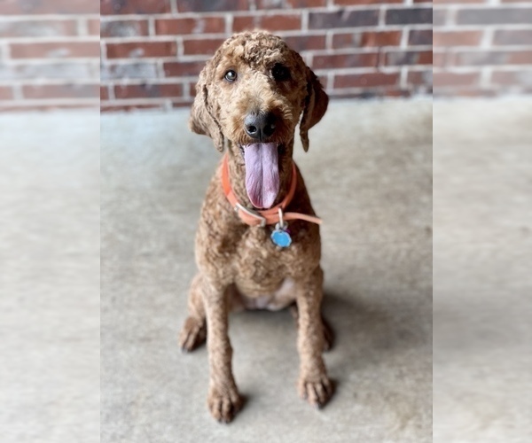 Medium Photo #1  Breeder Profile in CLAREMORE, OK, USA