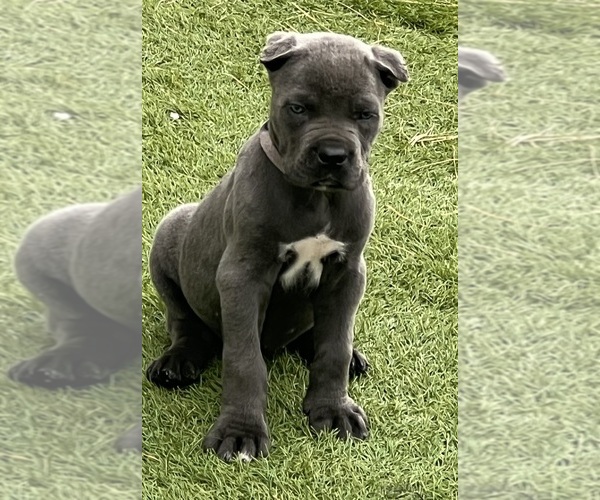 Medium Photo #5  Breeder Profile in JOLIET, IL, USA
