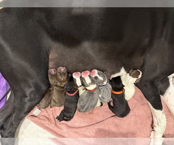 Medium Photo #1  Breeder Profile in GOSHEN, IN, USA