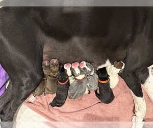 Great Dane Dog Breeder near GOSHEN, IN, USA