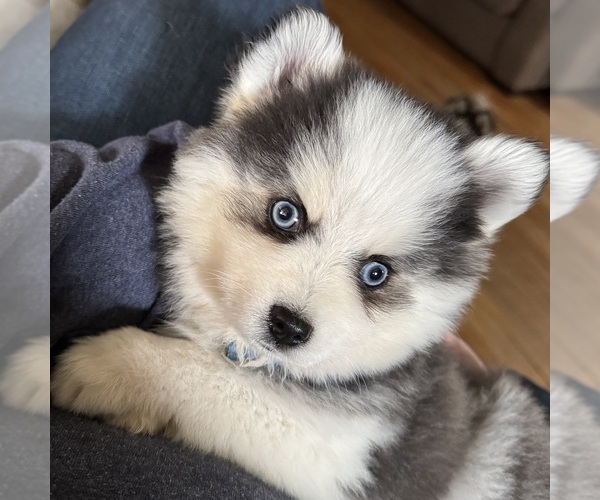 Medium Photo #33  Breeder Profile in VENUS, PA, USA
