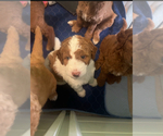 Small #2 Breeder Profile image