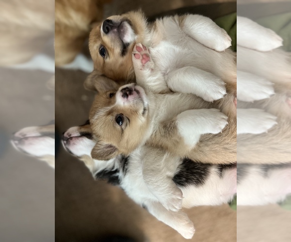 Medium Photo #1  Breeder Profile in CITRUS HEIGHTS, CA, USA