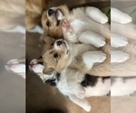 Small breeder photo