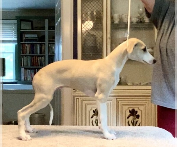 Medium Photo #28  Breeder Profile in COVENTRY, RI, USA