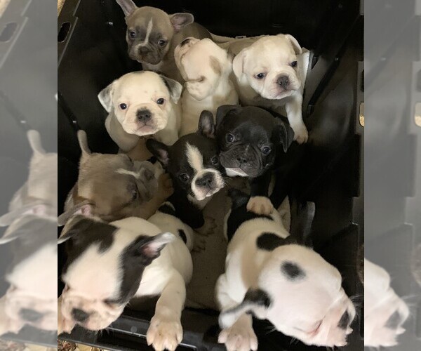 Medium Photo #1  Breeder Profile in PULASKI, TN, USA
