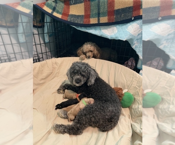 Medium Photo #1  Breeder Profile in YORK, PA, USA