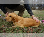 Small Photo #3  Breeder Profile in LA VERGNE, TN, USA