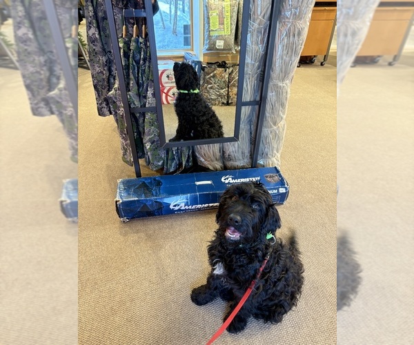Medium Photo #7  Breeder Profile in FARMINGTON, ME, USA